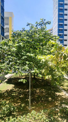 Blk 335 Sembawang Close (Sembawang), HDB 4 Rooms #480625961